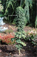 Acer platanoides Marit 4443
