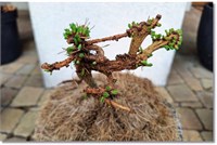Larix decidua Kogito 4446