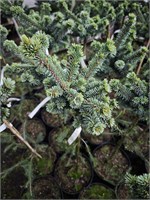 Picea pungens Mr.Cesarini 4329