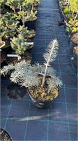 Abies concolor  Blue Cloack 4447