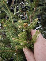 Picea abies Amadigi 4430