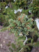 Picea abies Spilka 4326