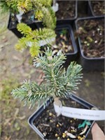 Abies lasiocarpa Roger Watson 4419