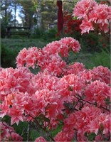 Azalea Homebush 4449