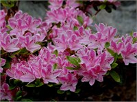Azalea japonica Kermesina Rose 4450