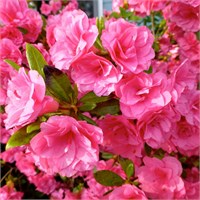 Azalea japonica Kirstin 4451