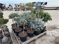 Picea pungens Iseli Foxtail 4453