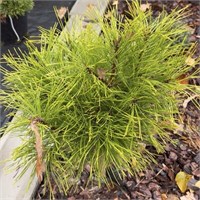 Pinus mugo Darob Sun 4455