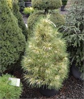 Pinus densiflora Golden Ghost 4459