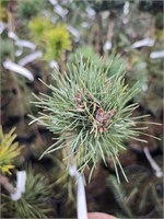 Pinus sylvestris Luna 4458