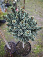 Picea abies Smetana 4282