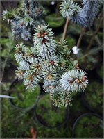 Picea sitchensis Stripe Monde 4389