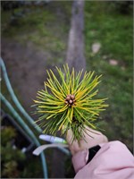 Сосна горная Баттернат (Pinus mugo Butternut) 4242