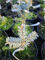 Picea pungens Spek 4454