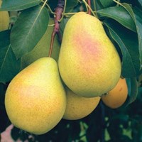 Груша Чижовская-желтый Груша Чижовская-желтый