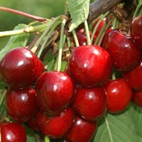 Черешня Аделина-красный Черешня Аделина-красный