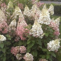 Гортензия метельчатая Кенделайт-двухцветный Гортензия метельчатая Кенделайт-двухцветный