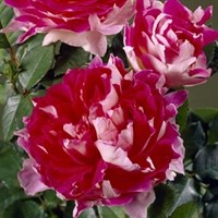 Роза флорибунда Раффлз Пэшн-розовый Роза флорибунда Раффлз Пэшн-розовый