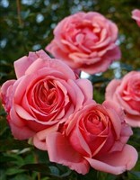 Роза чайно-гибридная Бермуда-розовый