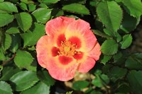 Роза персидский гибрид Корал Бейбилон Айз (Rosa hulthemia persica Coral Babylon Eyes)