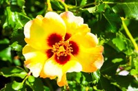Роза персидский гибрид Крим Бейбилон Айз-желтый