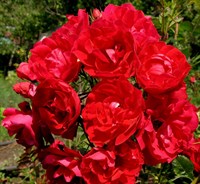 Роза парковая Аделаид Худлесс-красный