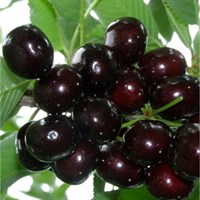 Дюк Ночка-темно-бордовый Дюк Ночка-темно-бордовый