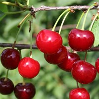 Дюк Краса Севера-красный Дюк Краса Севера-красный