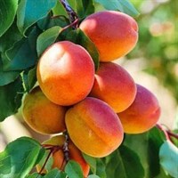 Абрикос Краснощёкий-красный Абрикос Краснощёкий-красный
