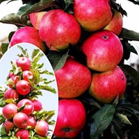 Колоновидная яблоня Арбат-красный Колоновидная яблоня Арбат-красный