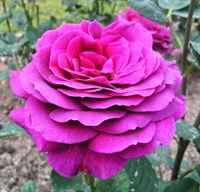 Роза Биг Пёпл-фиолетовый