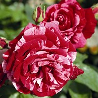 Роза Каллиграфи (Rose Calligraphy) Роза Каллиграфи (Rose Calligraphy)