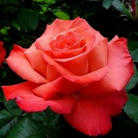 Роза Христофор Колумб-оранжевый