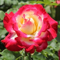 Роза Дабл Делайт-двухцветный