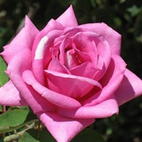 Роза Эминенс-сиреневый