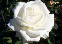 Роза Ивнинг Стар-белый Роза Ивнинг Стар-белый