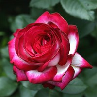 Роза Файр Леди-двухцветный