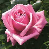 Роза Либра-розовый