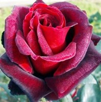 Роза Нигридо-красный
