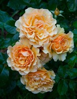 Роза флорибунда Амбер Куин-желтый