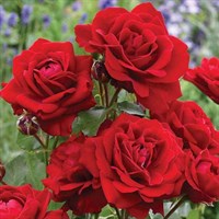Роза флорибунда Лили Марлен-красный