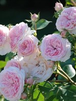 Роза флорибунда Ордер-розовый