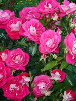 Роза флорибунда Персис-фуксия