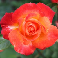 Роза флорибунда Пигаль 85-двухцветный