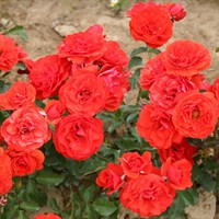 Роза флорибунда Ред Ривер-красный