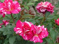 Роза флорибунда Ренессанс-двухцветный
