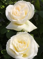 Роза флорибунда Ривьера-кремовый