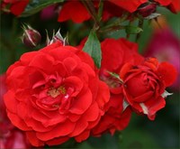 Роза флорибунда Трампетер-красный