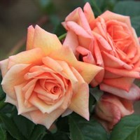 Роза плетистая Критик-желтый Роза плетистая Критик-желтый