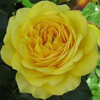 Роза плетистая Дюна-желтый Роза плетистая Дюна-желтый